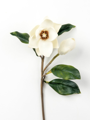 Magnolia Bud And Bloom Stem