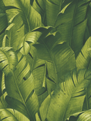 Tropical Banana Leaf Peel-and-stick Wallpaper In Green By Nextwall