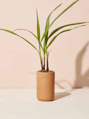 Terracotta Grow Kit - Palm