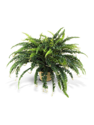 Forest Fern 1446