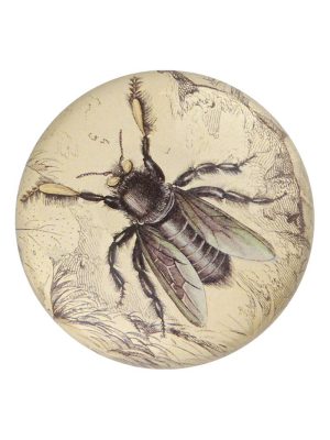 Tropical Carpenter Bee - Final Sale