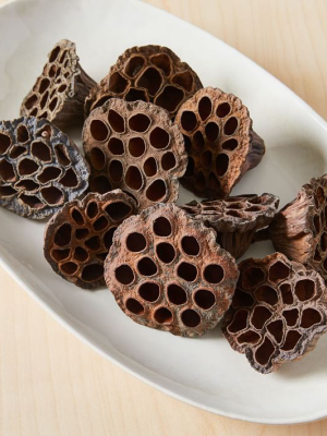 Dried Lotus Pods - Brown