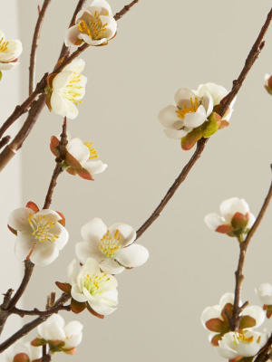 White Cherry Blossom Flower Branch