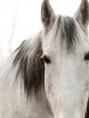 Horse Print