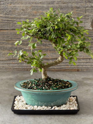 Chinese Elm Bonsai