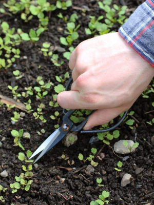 Forged Steel Pruners