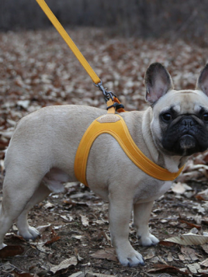 Buckle Up Easy Dog Harness In Yellow