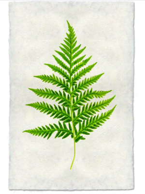 Fern #10