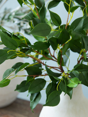 Ficus Leaf Stem