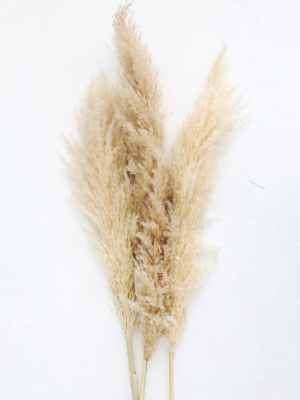 Bundle Of 3 Dried Natural Pampas Grass - 40-48"