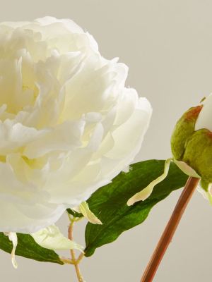 White Peony Flower Stem