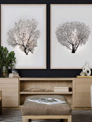 Natural Curiosities Nature Sea Fan I & Ii