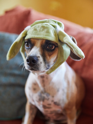 Yoda Cat Cap