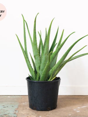 Aloe Vera Plant