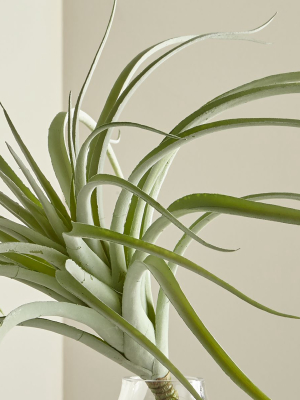 Tillandsia Grey Faux Succulent Stem