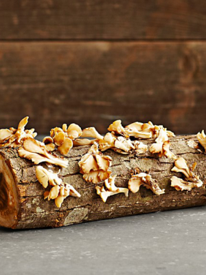 Oyster Mushroom Log Kit