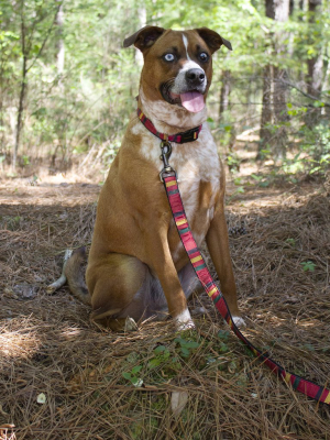 National Park Hiker Leash