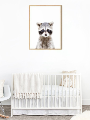 Baby Raccoon