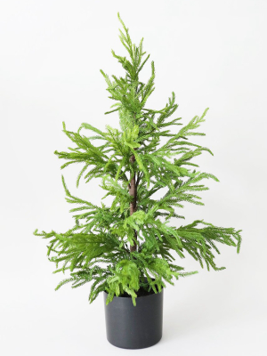 Afloral Real Touch Faux Norfolk Pine Tree - 36"