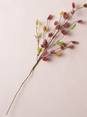 Dried Platycarya Stem