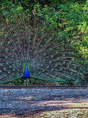 Peacock