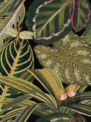 Amazonia Wallpaper In Black And Green From The Rediscovered Paradise Collection By Mind The Gap