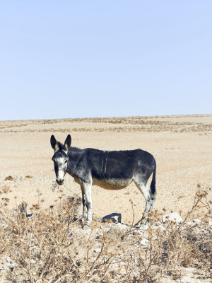 Donkey, Jordan, 2013