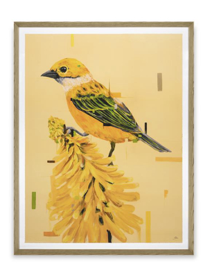 Hoa Hong, Yellow Bird