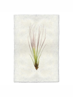 Air Plant #7