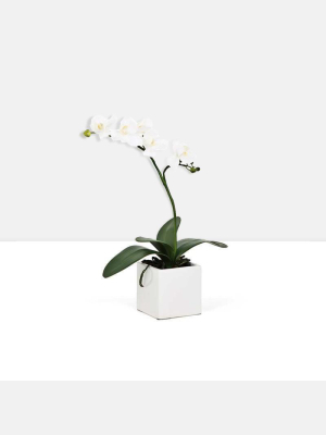 Orchid Potted Faux Single Stem 16" - White