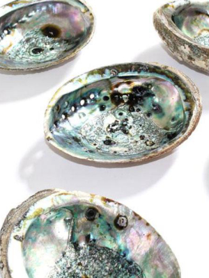 Abalone Shell