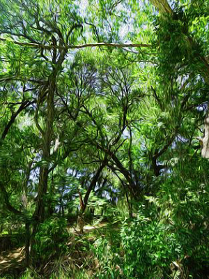 Colorado Bend Summer