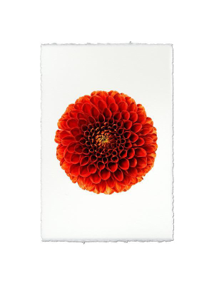 Dahlia Print - Ali Oop