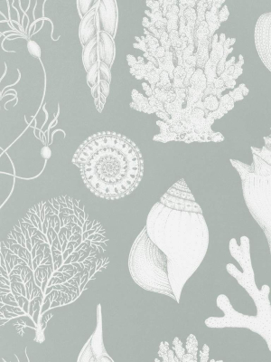 Katie Scott Wallpaper Shells Aqua