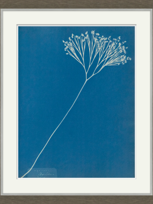 Cyanotype Design Iii