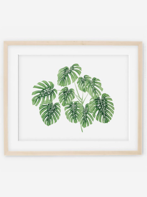 Living Pattern Framed Print - Monstera Deliciosa Cluster