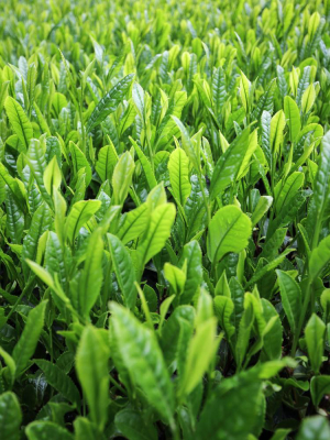 Morihata Organic Hojicha Green Tea Bags
