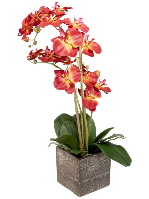 Studio 55d Red Orchid 26" High Silk Potted Plant