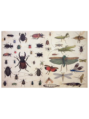 Insects (roll Of 5 Sheets)