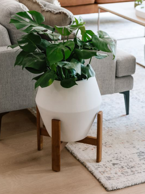 Ilya Turned Wood Planters - White