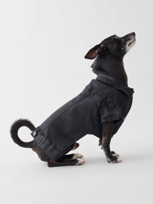 Fido Canine Trucker | Barker