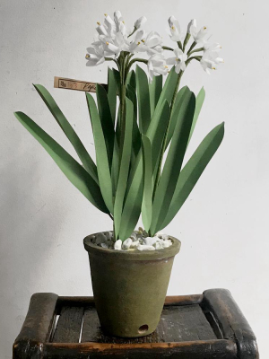 The Green Vase Potted Paperwhites