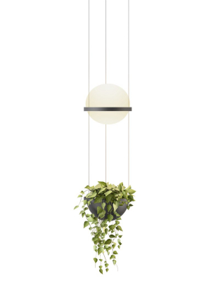 Palma 3724 Pendant Light