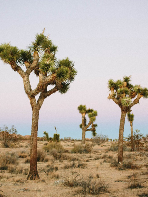 Photographic Print | Joshua Tree