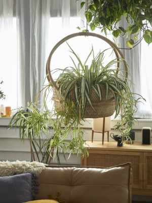 Margot 7" Hanging Planter