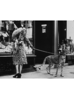 "cheetah Who Shops" From Getty Images