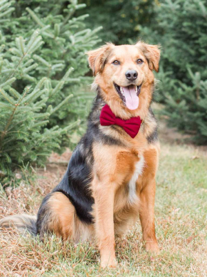 Wine Bow Tie Collar