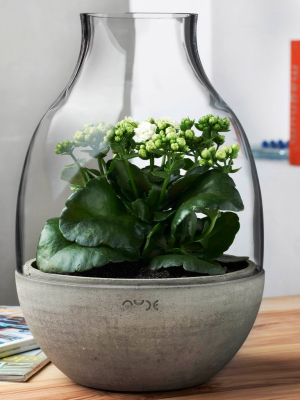 Eden Mini Terrarium Clear With Moulded Concrete Base