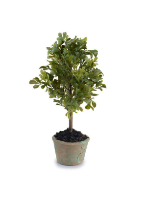 Mini-boxwood Bush