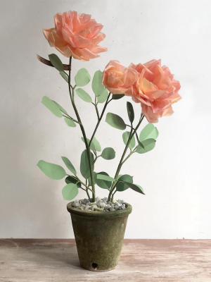 The Green Vase Potted Rose